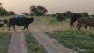  210 Vientres con Crías y Preñados