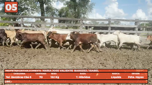  LOTE 5