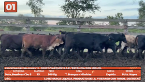  LOTE 1