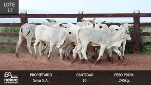  LOTE 17- POR PANTALLA