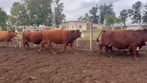  72 Vacas nuevas Preñadas en Santa Fe, San Cristóbal