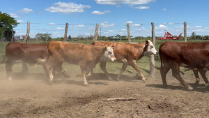  98 Terneras en Entre Ríos, San Jaime