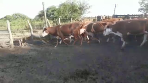  136 Vacas de invernar en Federal, Entre Ríos