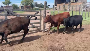  50 Terneros en Pehuajó