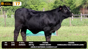  LOTE 17