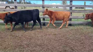  MIXTOS