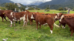  30 Novillo Engorda en XI Región Aysén, Río Ibáñez