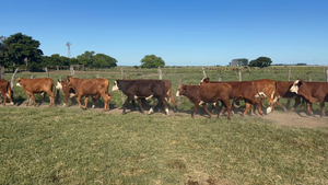  100 Terneros en Corrientes, Bella Vista