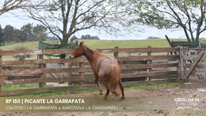PICANTE LA GARRAPATA — Escritorio Alori y Cia.
