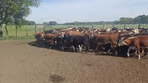  75 Terneros/as en Entre Ríos, Concordia