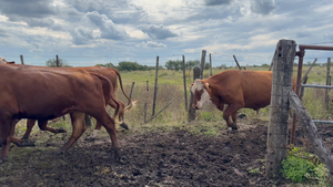  30 Novillos Braford en San Cristóbal, Santa Fe
