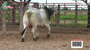  Toros Brahman
