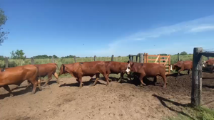  45 Novillos en Corrientes, San Lorenzo