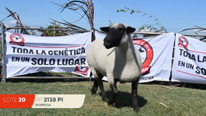  Lote 20