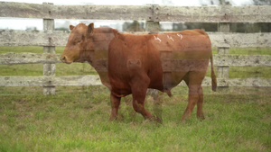 Toros SA — Escritorio Dutra LTDA.
