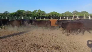  30 Terneros en Entre Ríos, Federal