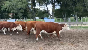  Vacas para faena