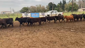  32 Terneras