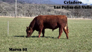  1 Toro