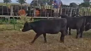  43 Terneras