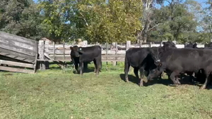  26 Vaquillonas C/ gtia de preñez