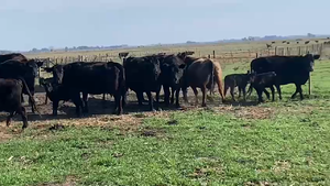  17 Vacas CUT con cría en Lobos, Buenos Aires
