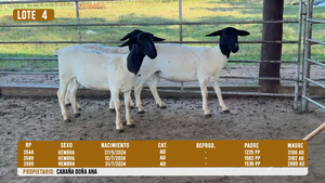  LOTE 4