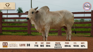 Lote 38 — Sola Marca SA