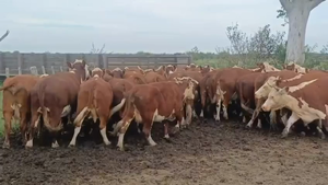  30 Vacas usadas preñadas