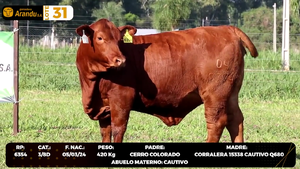  LOTE 31