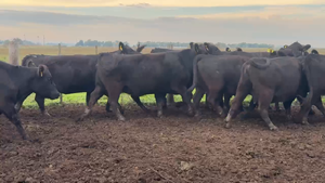  30 Vacas nuevas C/ gtia de preñez