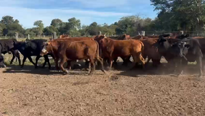  62 Novillitos en Chaco, Laguna Limpia