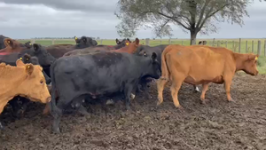  45 Vacas CUT preñadas EN LAPRIDA 