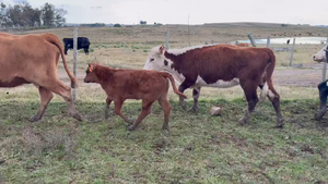 27 Vaquillonas/Vacas Entoradas