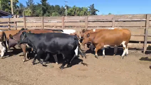  20 Vaquilla Gorda en Los Ángeles, VIII Región Biobío