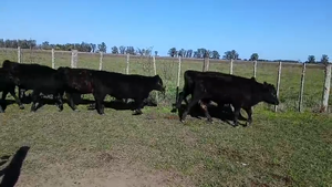  60 Terneros/as en Buenos Aires, Lezama