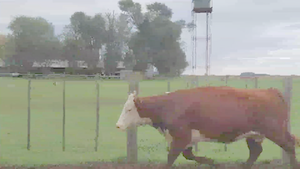  32 Vacas Preñadas, Paricion AGO-SEP, P. Hereford,  en Los Toldos, Bs. As..