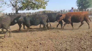 25 Vaquillonas C/ gtia de preñez