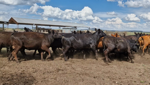  36 Vacas nuevas C/ gtia de preñez