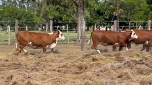  6 Vaquillonas C/ servicio