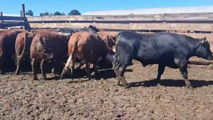  20 Novillo Gordo en Los Ángeles, VIII Región Biobío