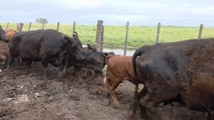  37 Vacas CUT con cría