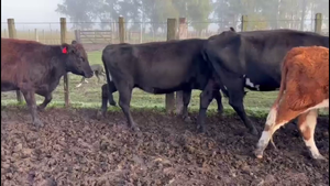  PIEZAS DE CRIA