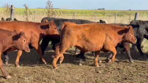  64 Novillitos y vaquillonas en Buenos Aires, Tres Arroyos