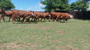  20 Vaquillonas preñadas