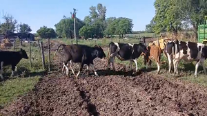  9 Terneros Holando Argentino en Sunchales, Santa Fe