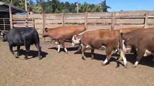  20 Vaquilla Gorda en Los Ángeles, VIII Región Biobío