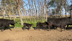  24 Vacas USADA con cría en San Vicente, Buenos Aires