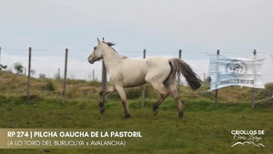 PILCHA GAUCHA DE LA PASTORIL — Escritorio Alori y Cia.