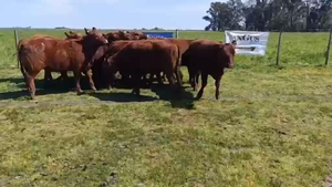 10 Terneras TAC — JÁUREGUI LORDA S.R.L.